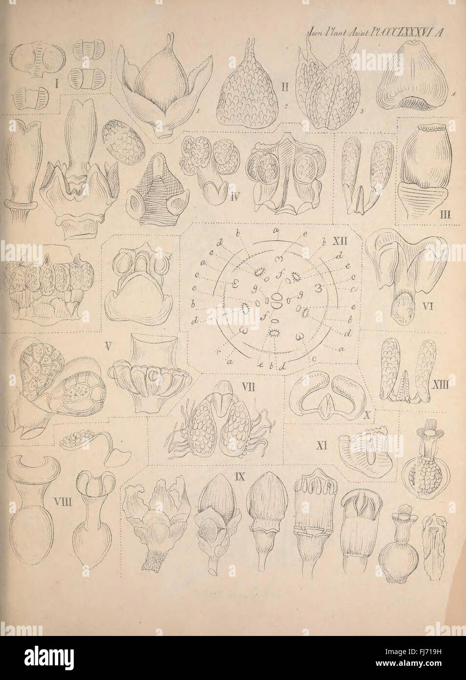 Icones plantarum asiaticarum, Asia, Botany, Smithsonian Libraries Stock ...