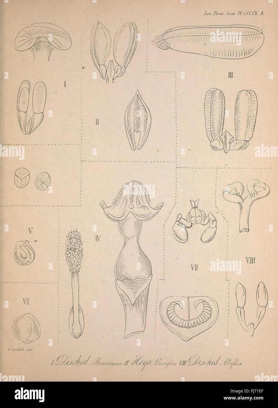 A botanical collection illustrating and describing plant species from ...