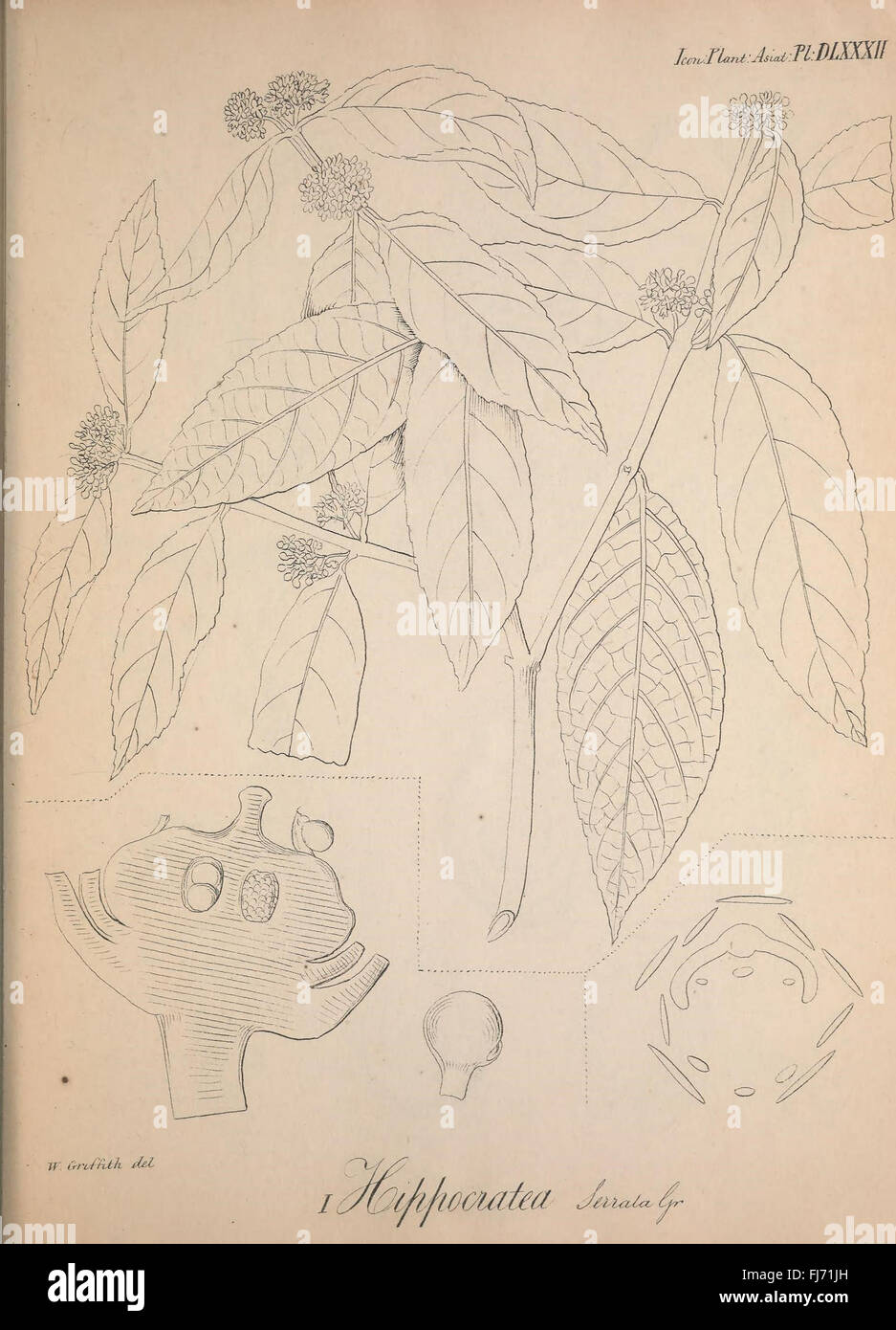 Icones plantarum asiaticarum, Asia Botany Smithsonian Libraries Stock ...