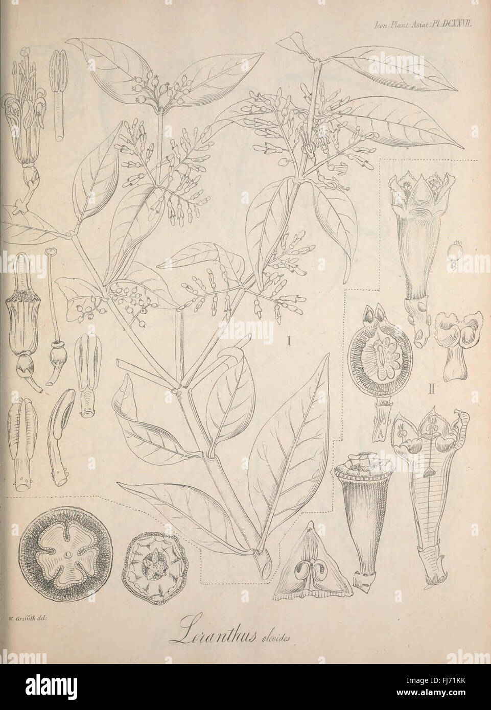 Asia, Botany, Smithsonian Libraries Stock Photo - Alamy