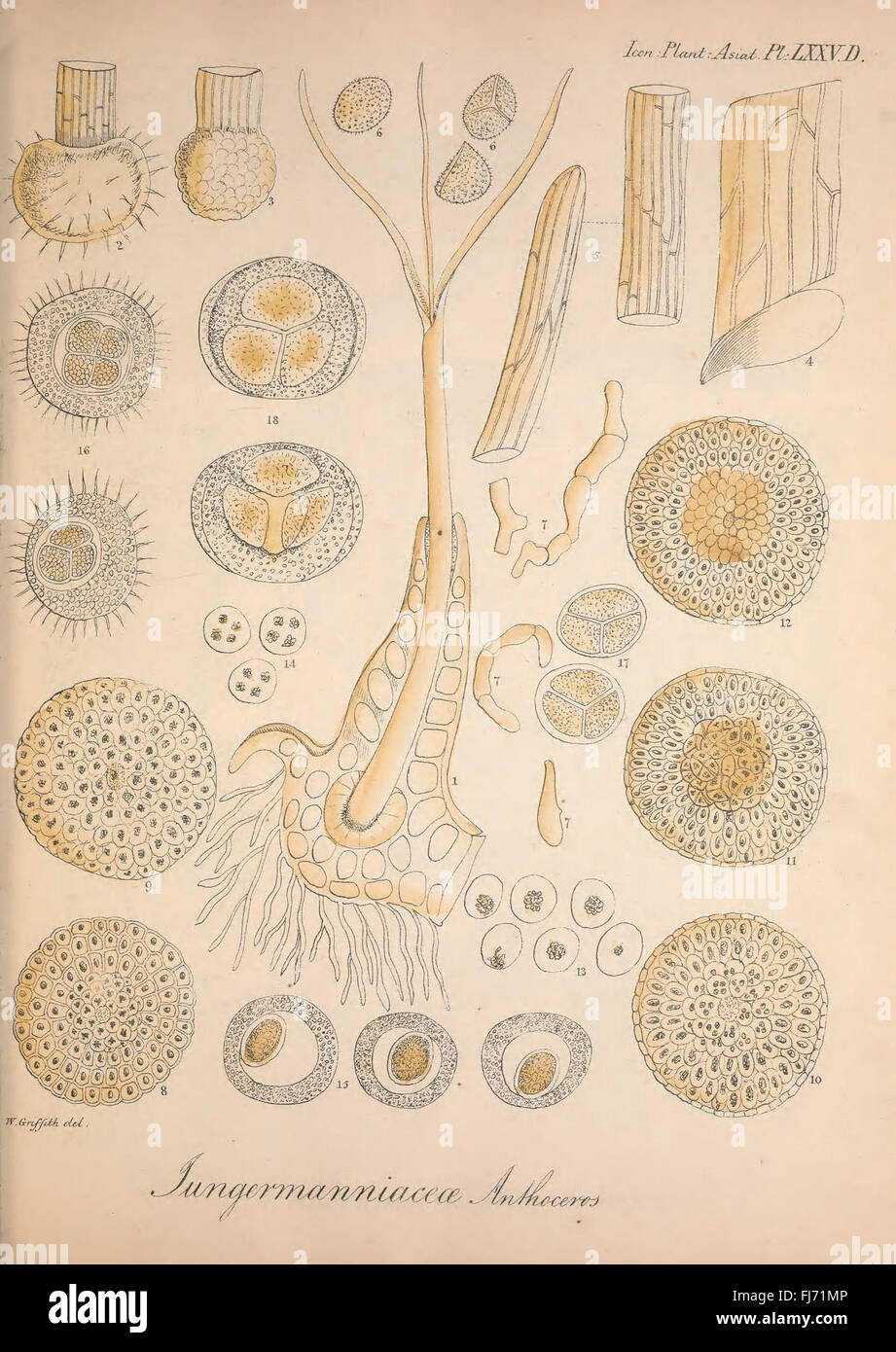 A botanical study that catalogs and illustrates the plant species of ...