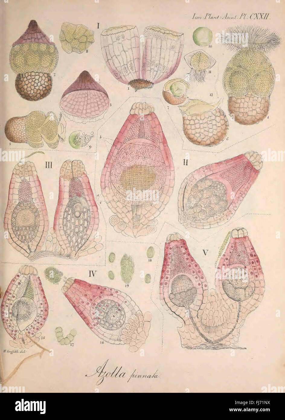 Asian plant species identification hi-res stock photography and images ...