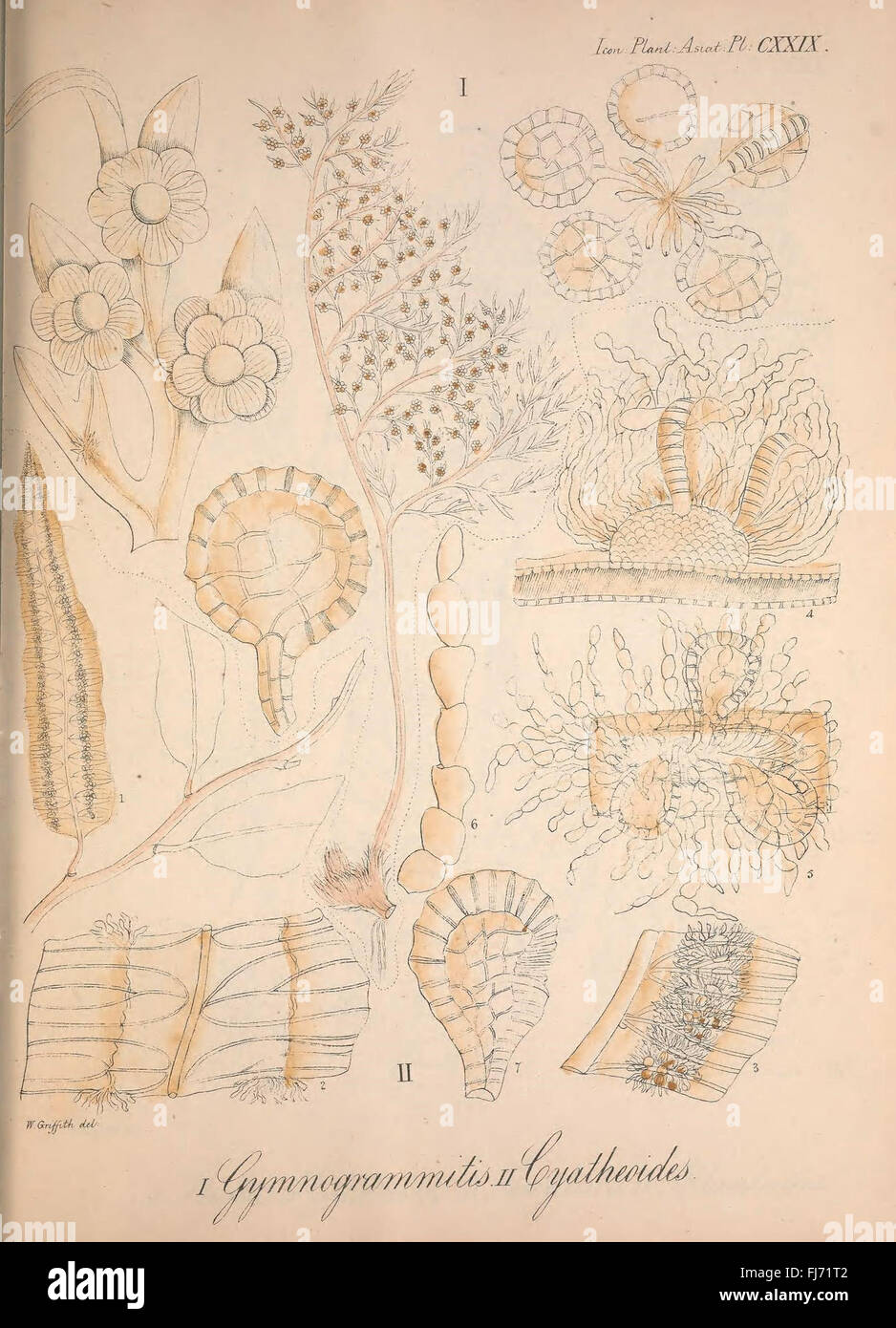Icones Plantarum Asiaticarum - A botanical reference featuring detailed ...