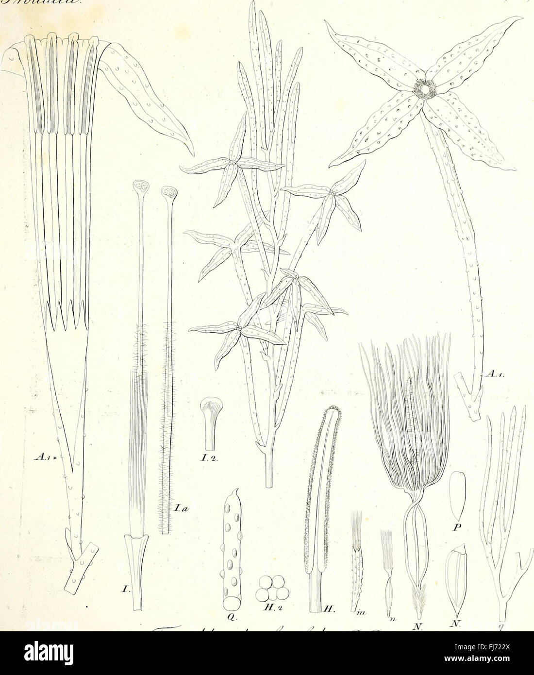 A botanical work illustrating and describing various plant genera ...