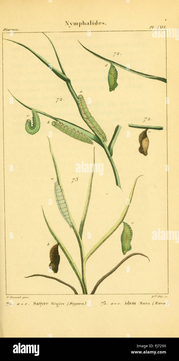 Iconographie et histoire naturelle des chenilles pour servir de complC3A9ment C3A0 l'Histoire naturelle des lC3A9pidoptC3A8res ou papillons de France, de MM. Godart et Duponchel (Pl. XXVI) Stock Photo