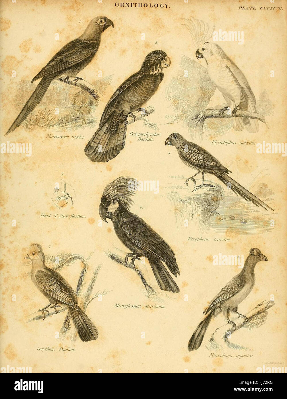 An introductory work on the natural history of birds, including ...