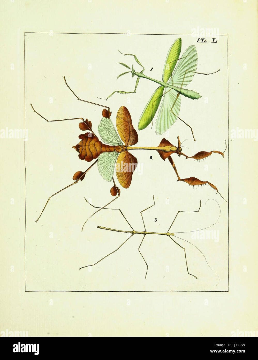 Scietific Insect Illustrated taxonomy hi-res stock photography and images - Alamy