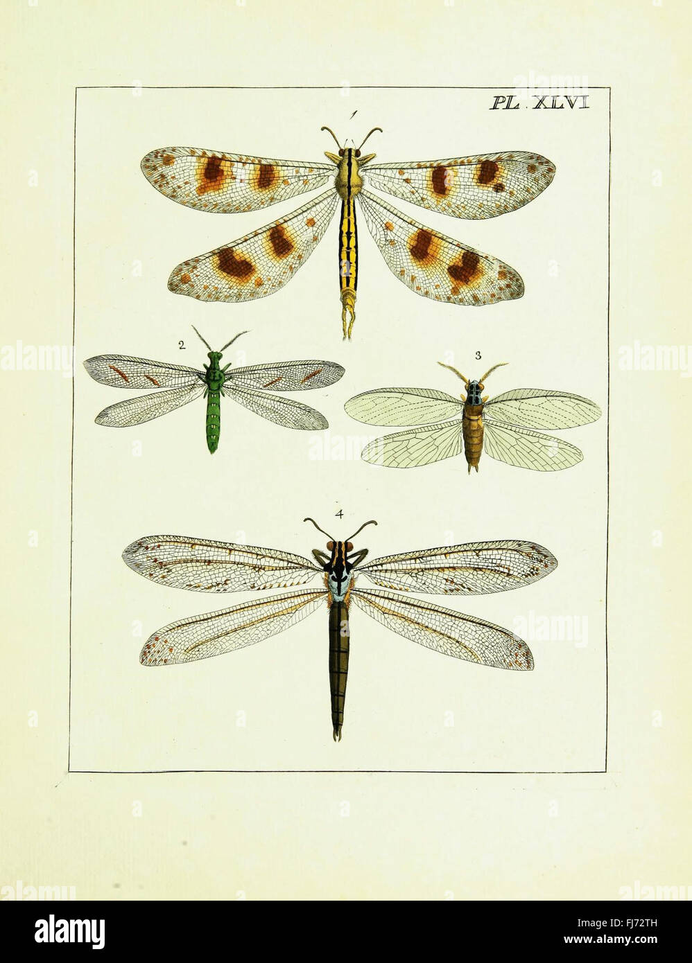First Insect Look Like An illustration from a natural history work, documenting various insect ...
