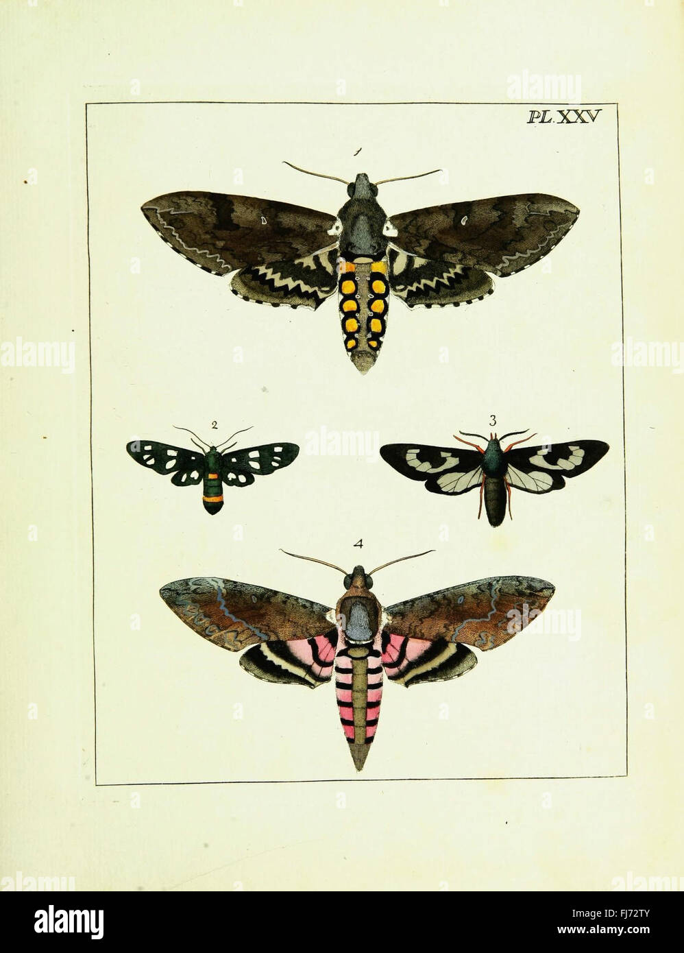 Illustrations of Natural History (Vol. I, Plate XXV), an entomological ...