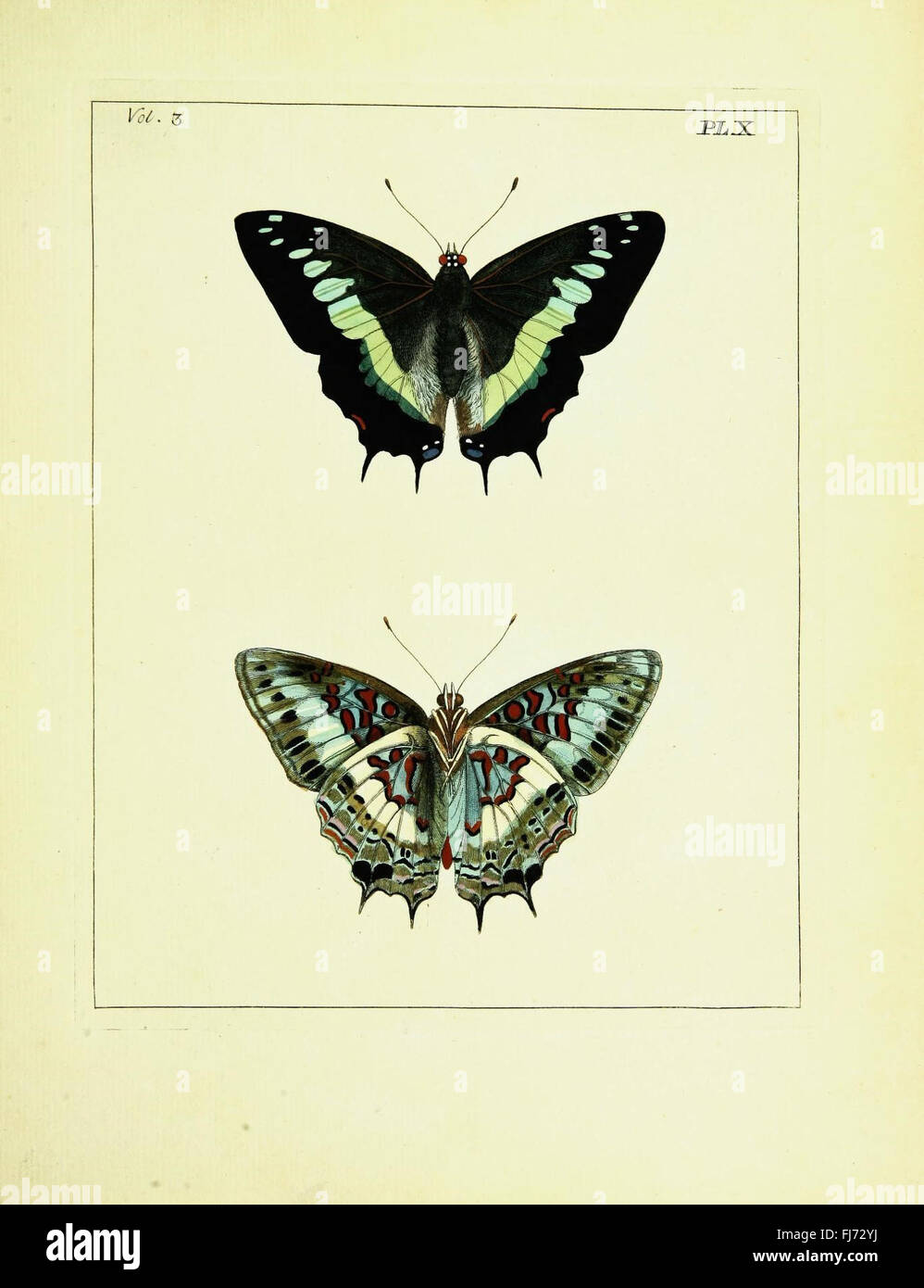 This detailed illustration, part of Cornell University's entomology ...