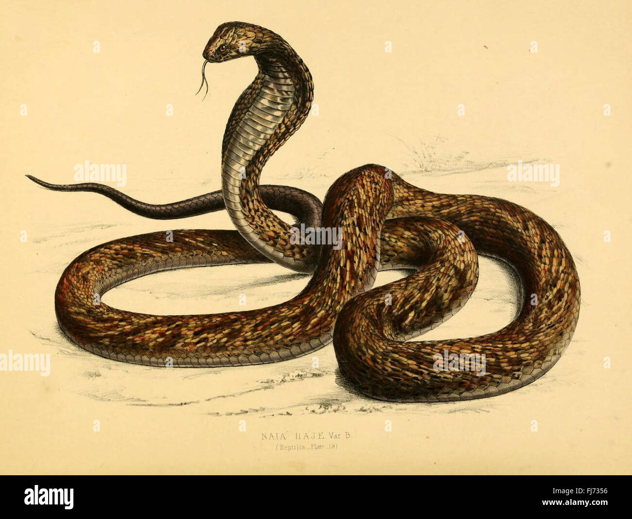 African animals illustrations hi-res stock photography and images - Alamy
