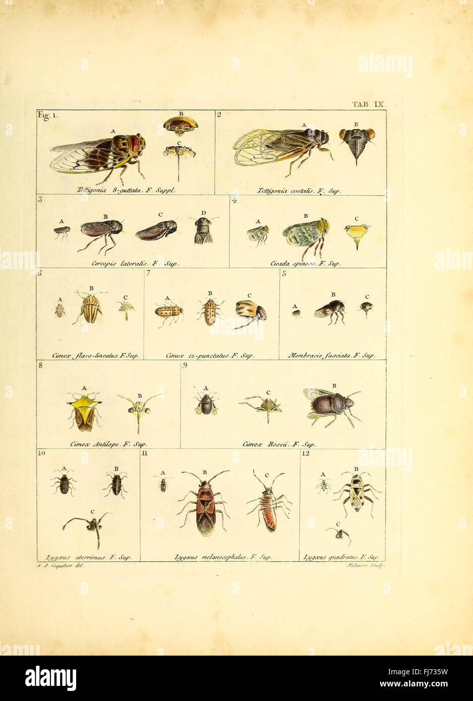 An iconographic illustration of insects housed in the Paris museums ...