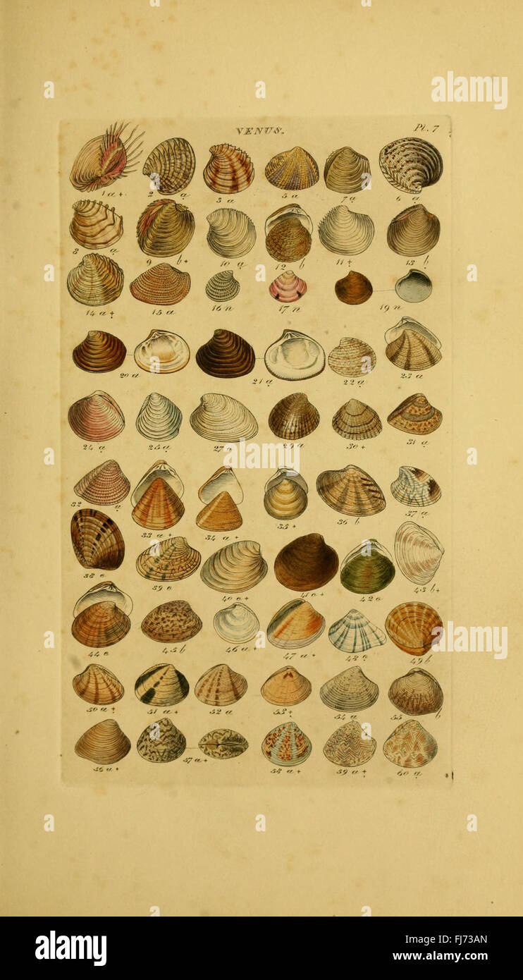 A comprehensive catalog of shell species, documenting various genera of