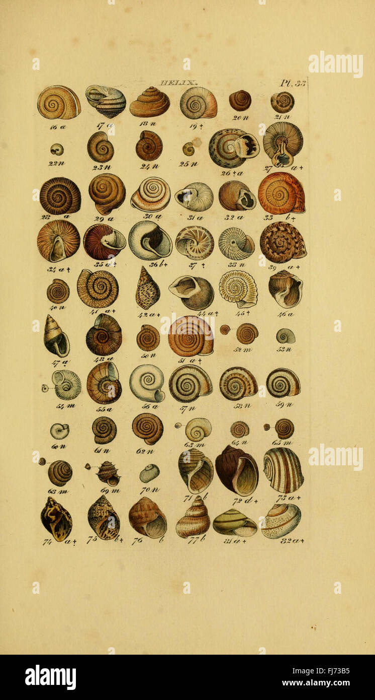 Index testaceologicus: A comprehensive catalog of mollusks and shells ...