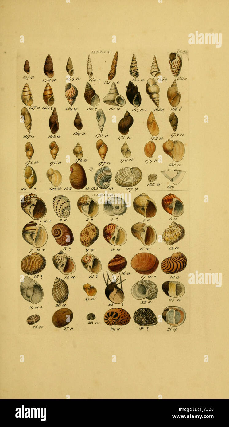 A scientific catalog of mollusks and their shells, documenting various