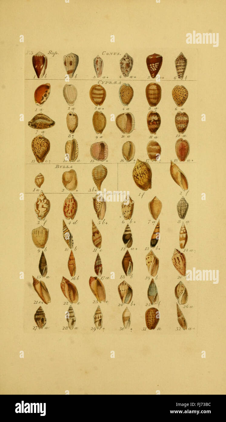 A work cataloging mollusks and shells Stock Photo - Alamy