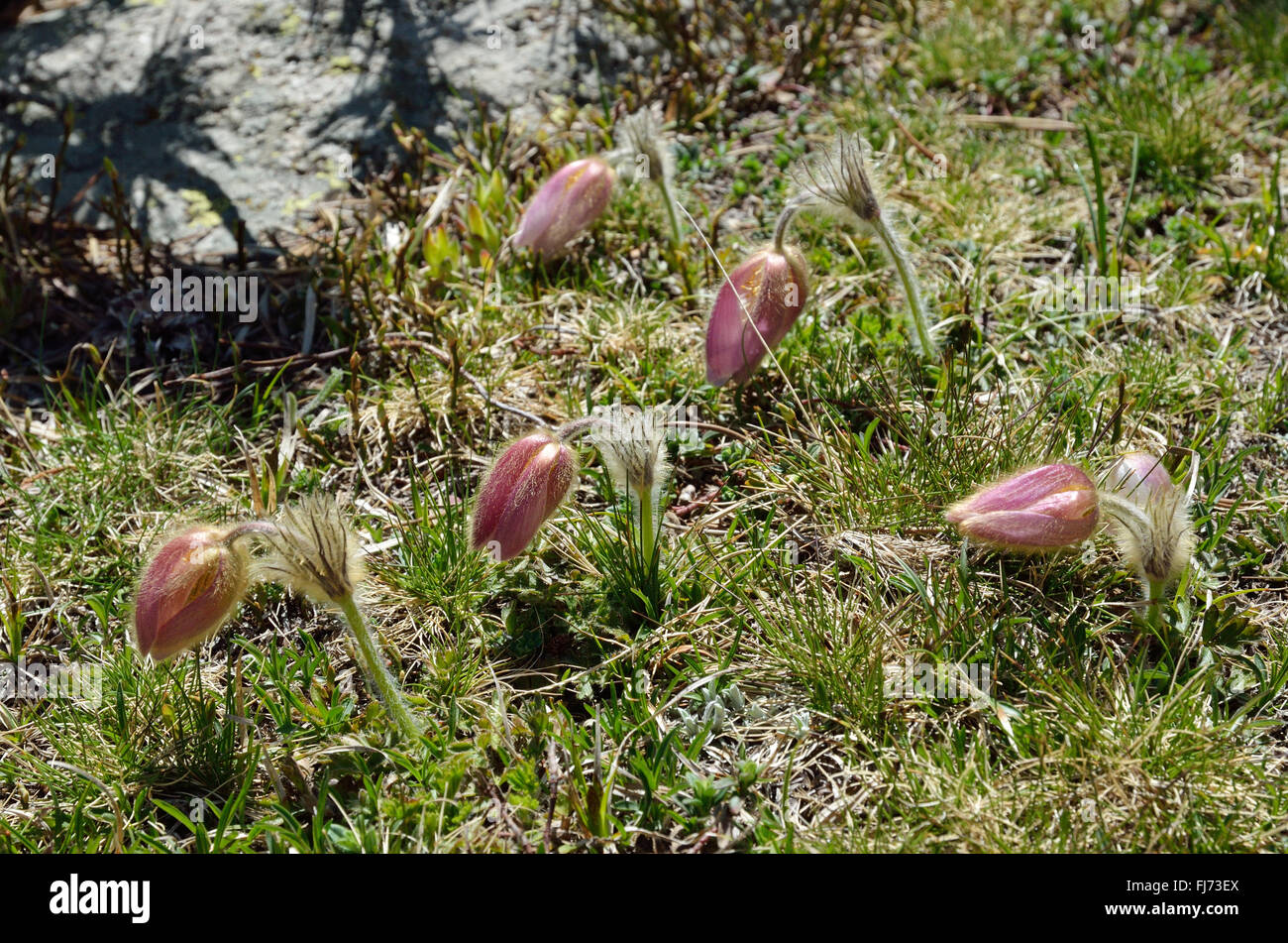 Alpine pasque-flower Stock Photo