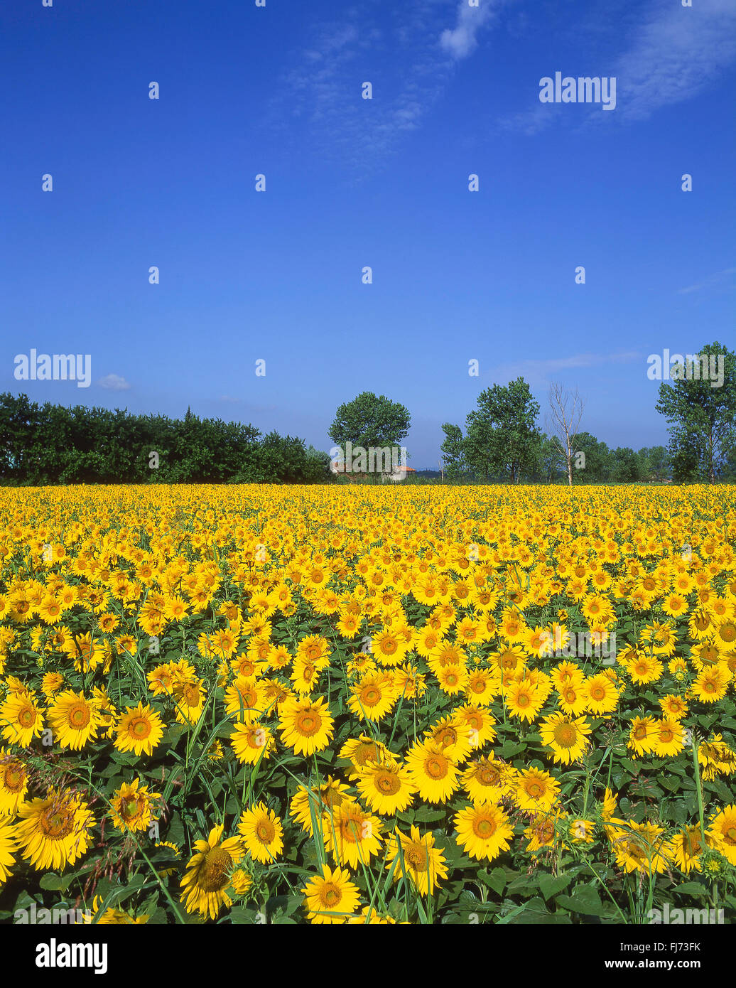 Field of sunflowers, Alpes-Maritimes, Provence-Alpes-Côte d'Azur, France Stock Photo