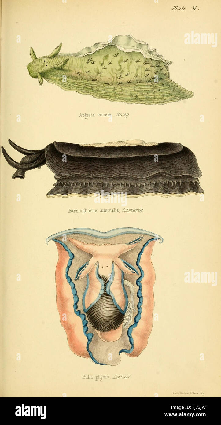 An early work on conchology, the study of mollusks and their shells ...