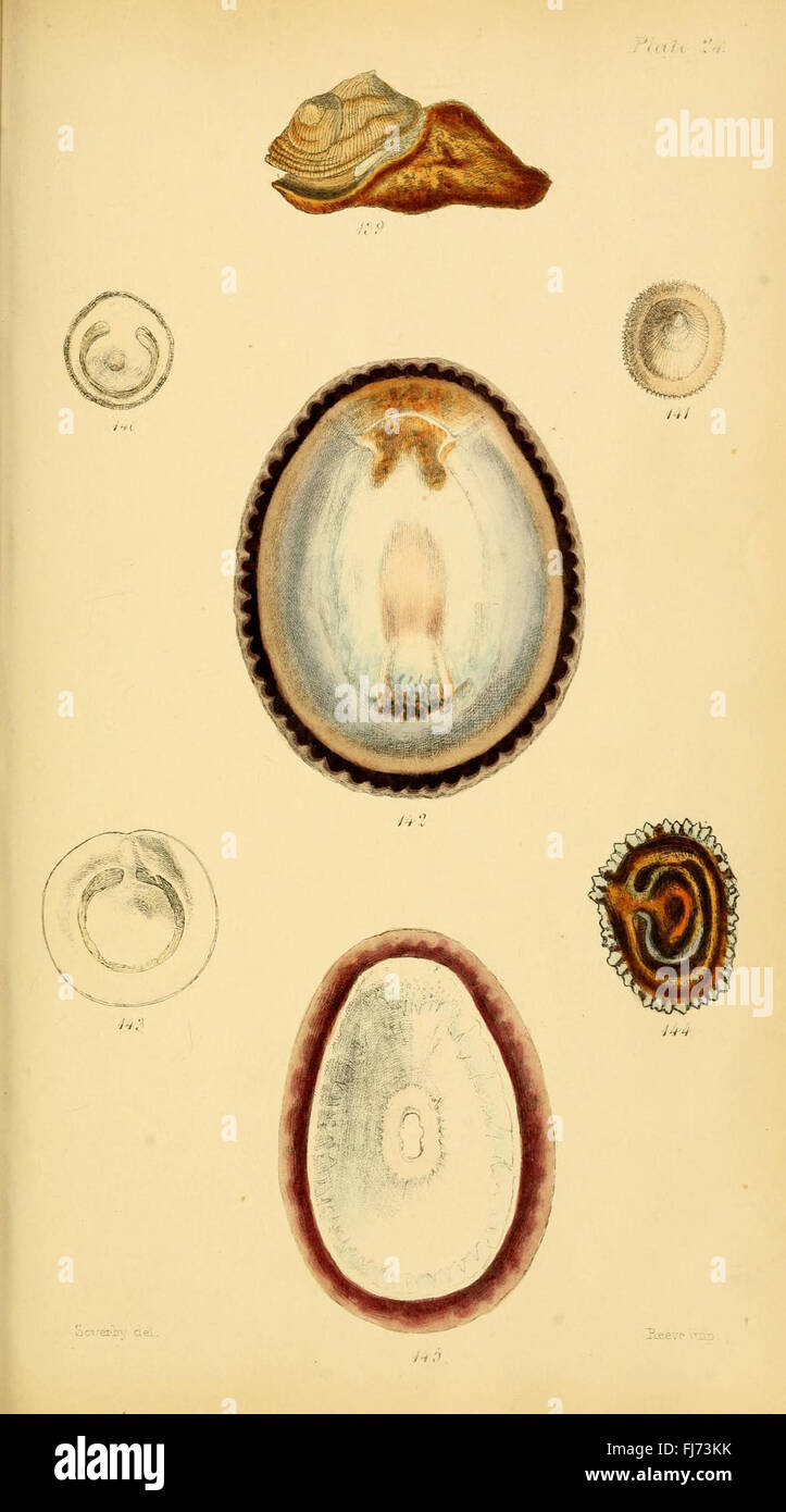 Initiamenta Conchologica - A foundational work in conchology ...