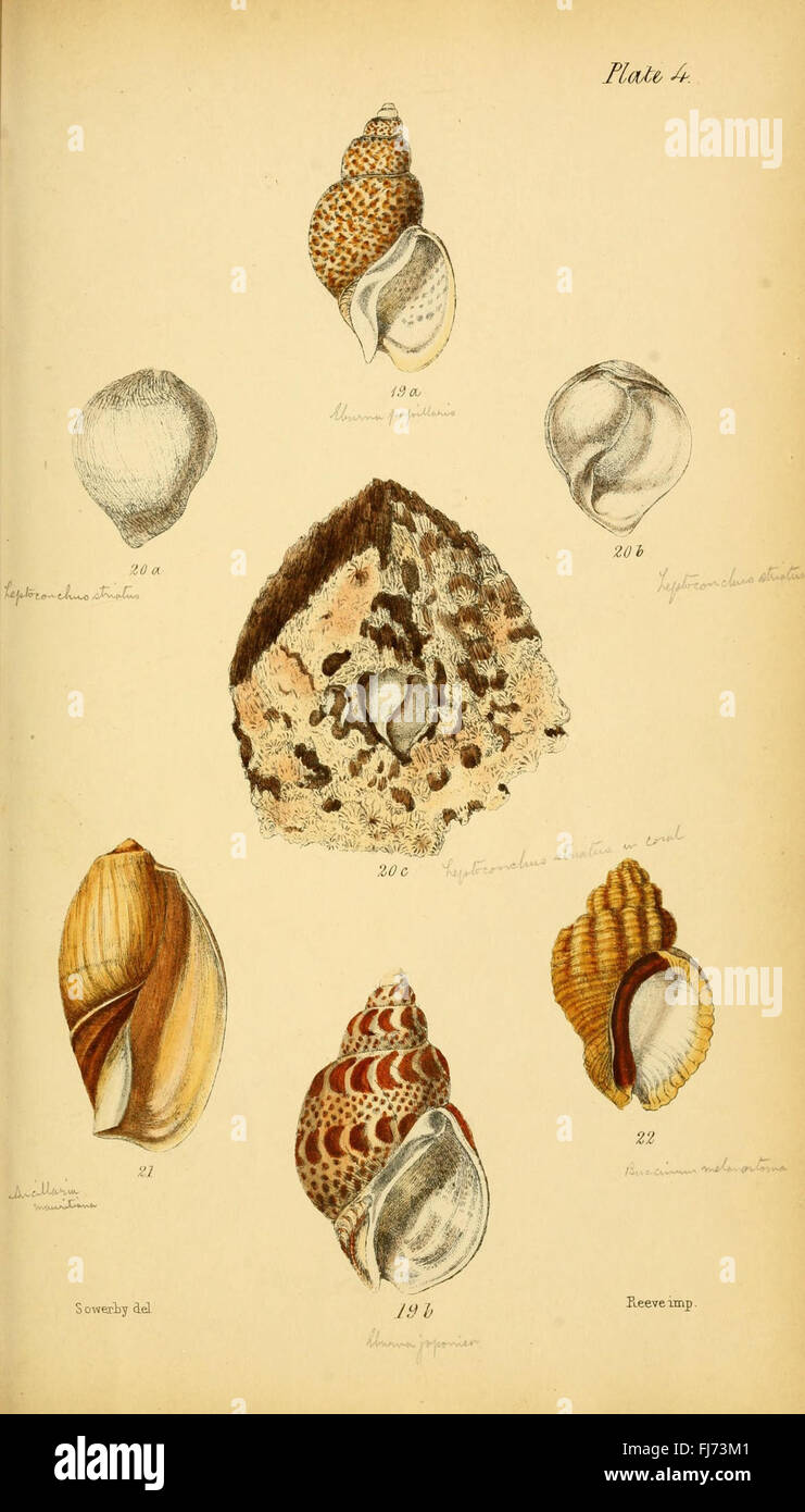 Initiamenta Conchologica, or, Elements of Conchology (Plate 4) - An ...