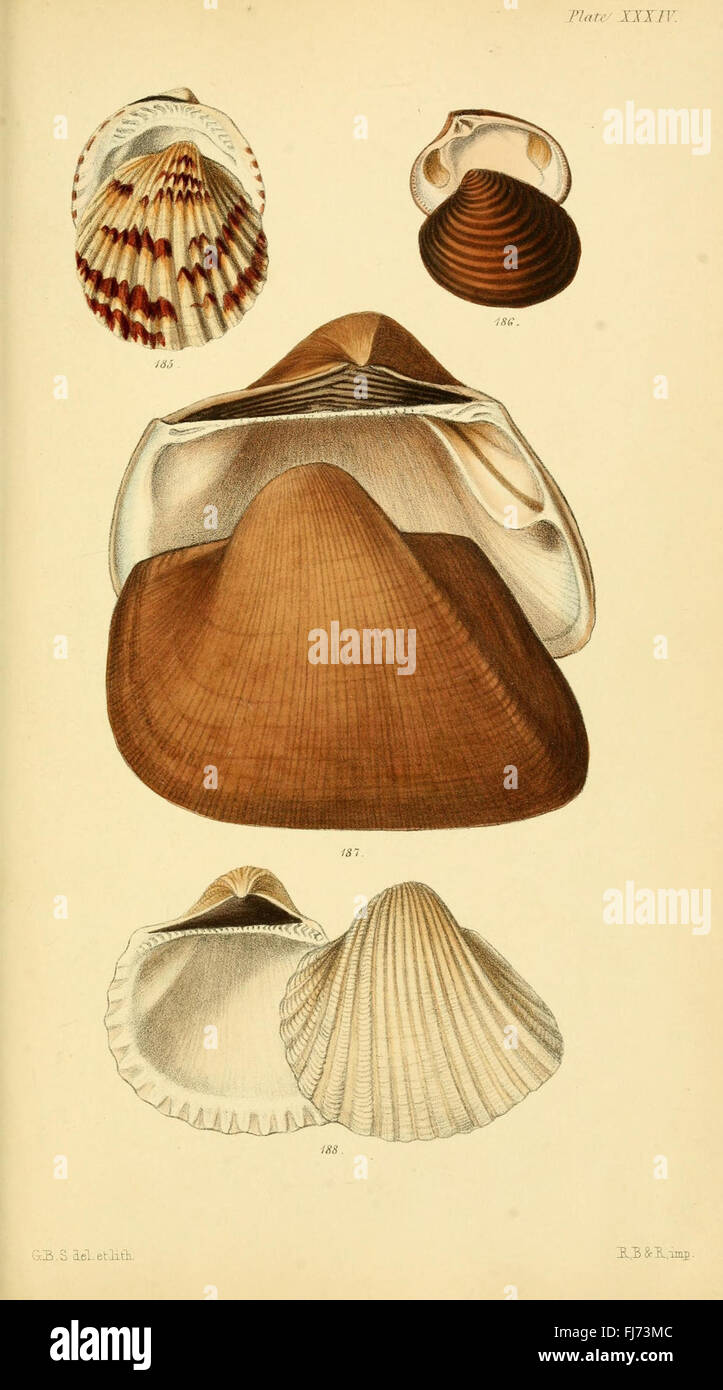 An introductory work on conchology, focusing on the classification and ...