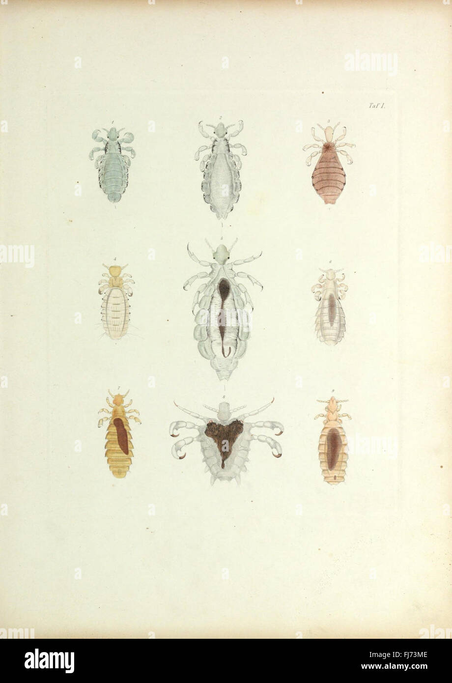 Insecta epizoa (Plate I) Stock Photo