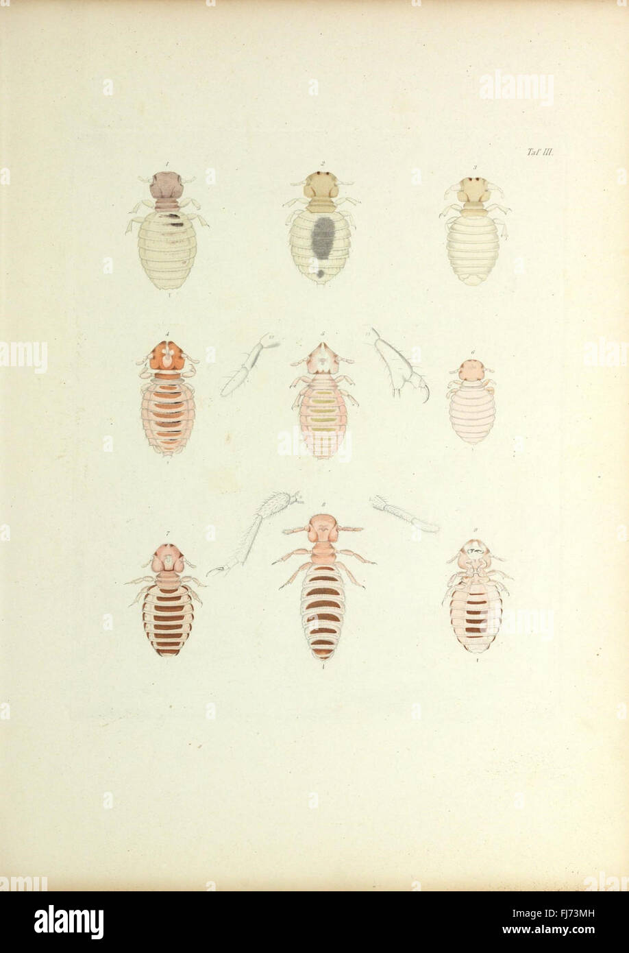 Insecta epizoa (Plate III) Stock Photo