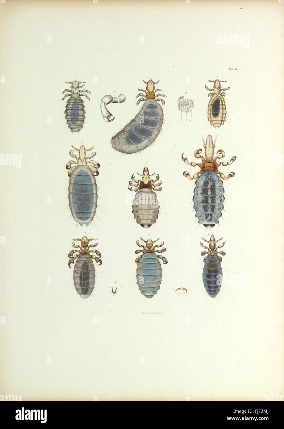 Insecta epizoa (Plate II) Stock Photo