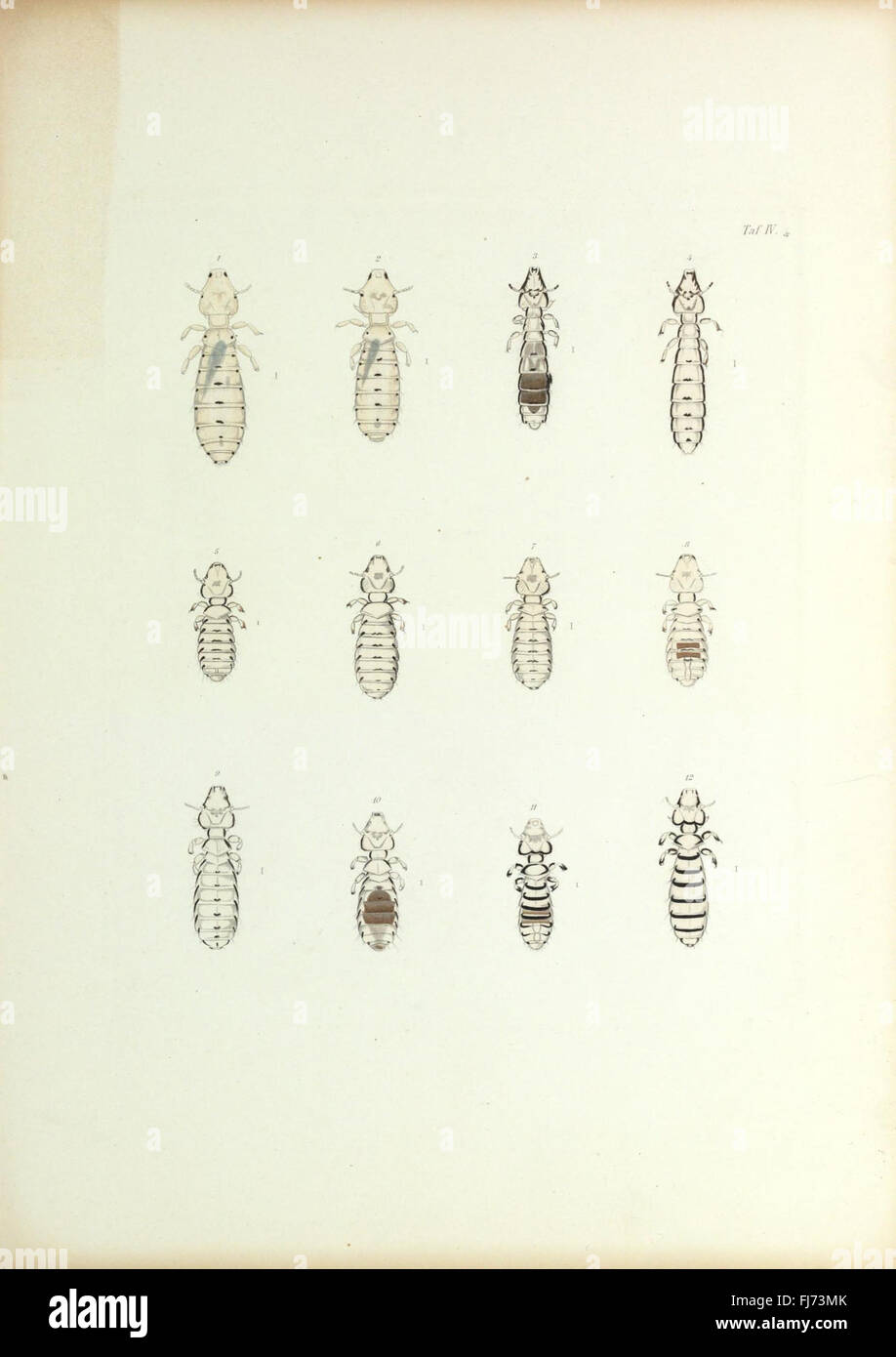 Insecta epizoa (Plate IV) Stock Photo
