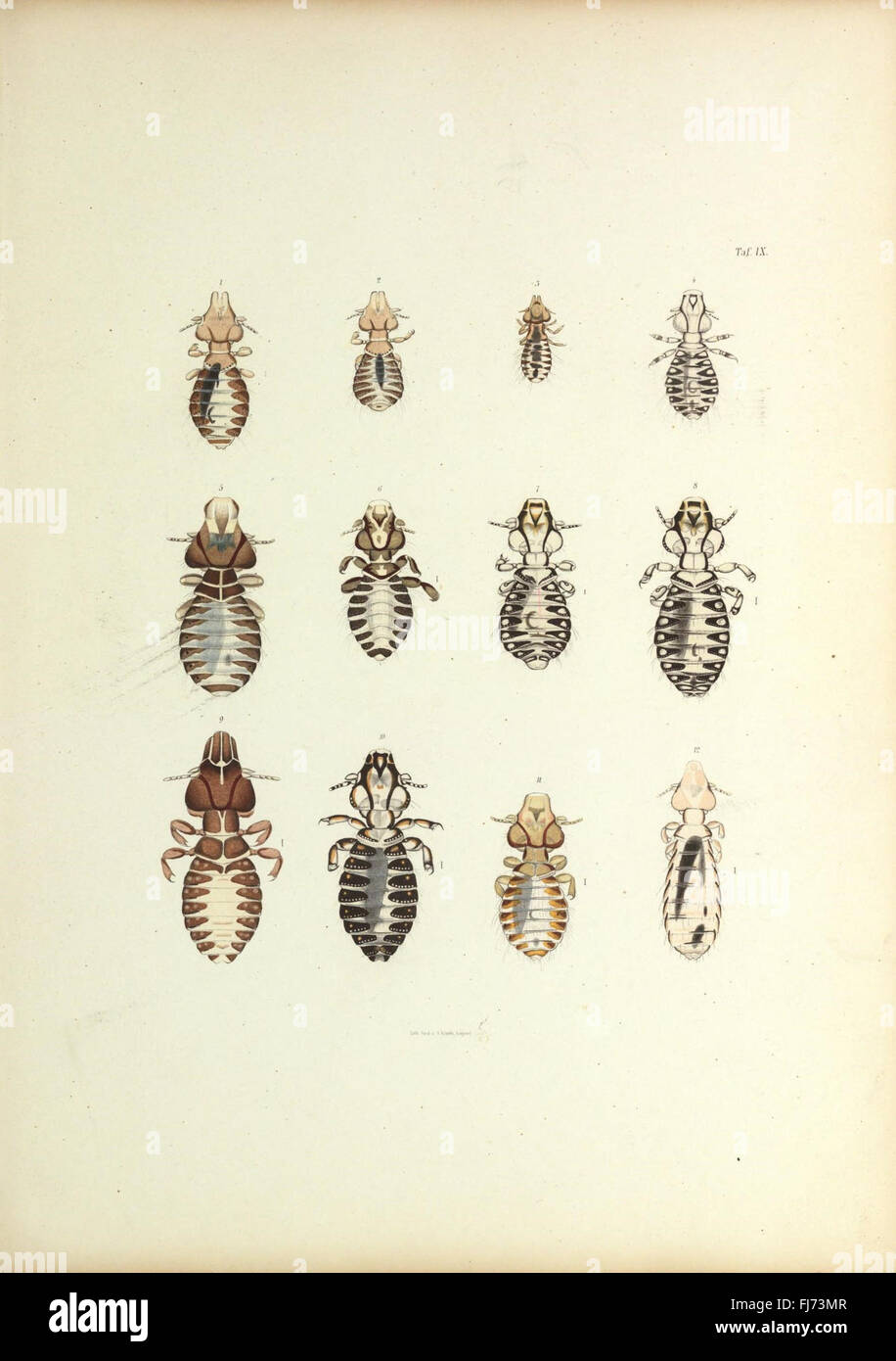 Insecta epizoa (Plate IX) Stock Photo