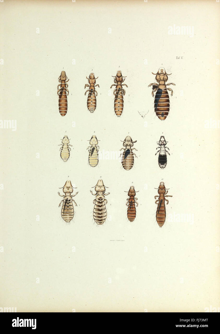 Insecta epizoa (Plate V) Stock Photo