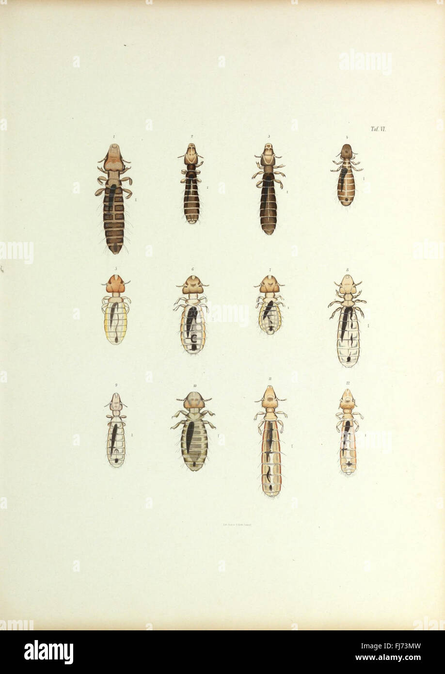 Insecta epizoa (Plate VI) Stock Photo