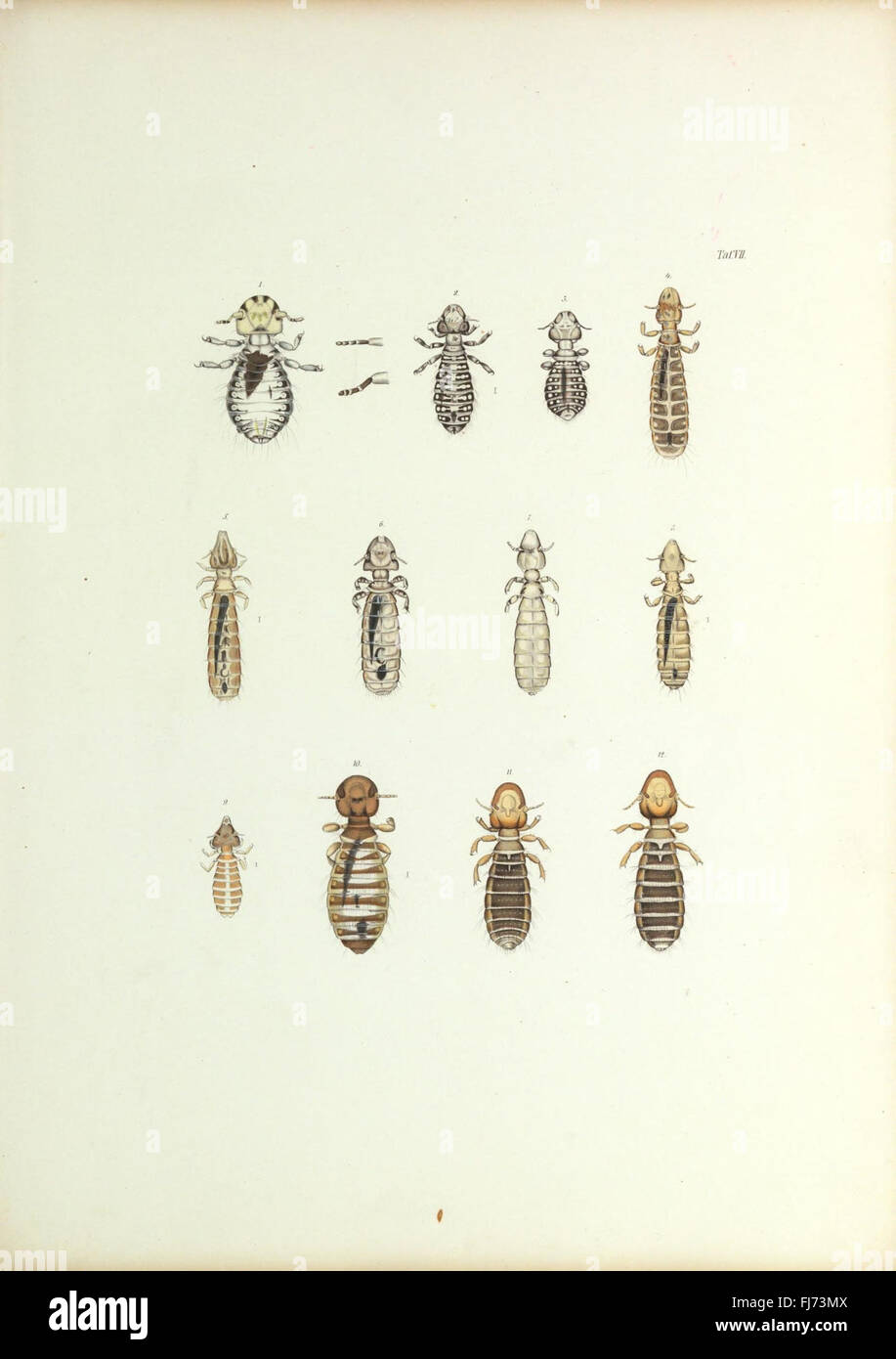 Insecta epizoa (Plate VII) Stock Photo