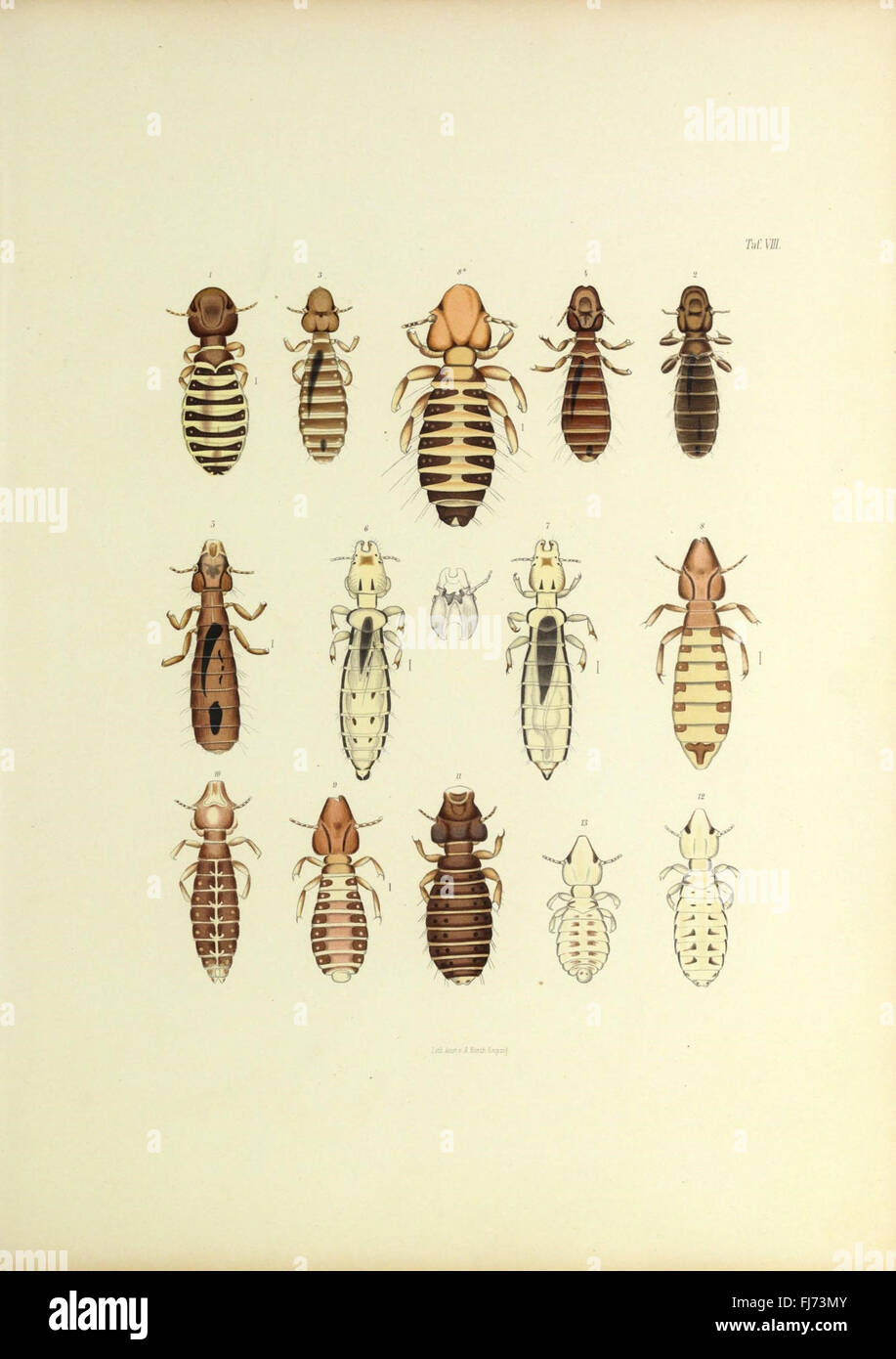 Insecta epizoa (Plate VIII) Stock Photo