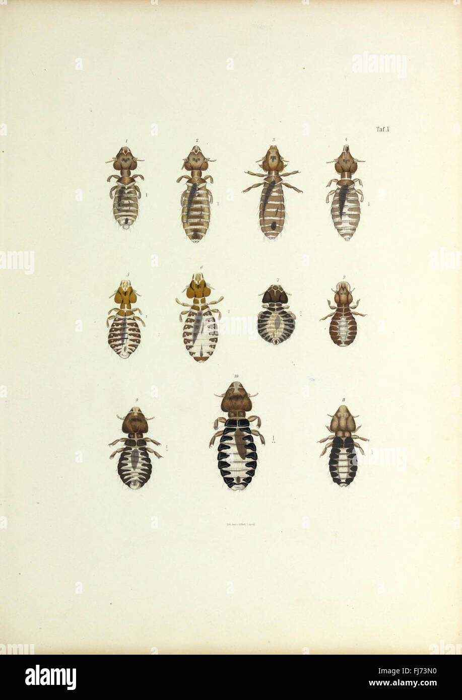 Insecta epizoa (Plate X) Stock Photo