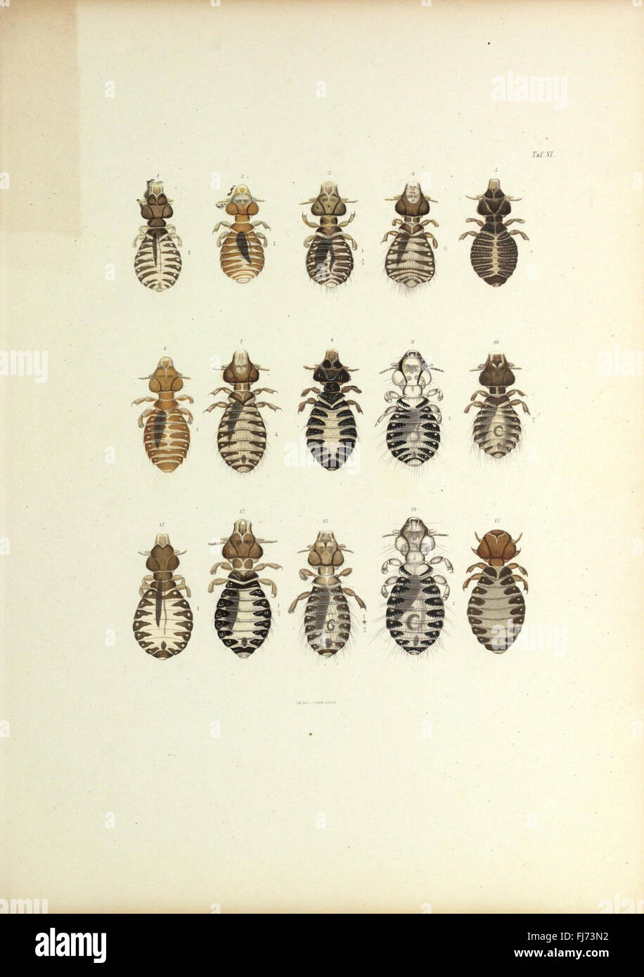 Insecta epizoa (Plate XI) Stock Photo