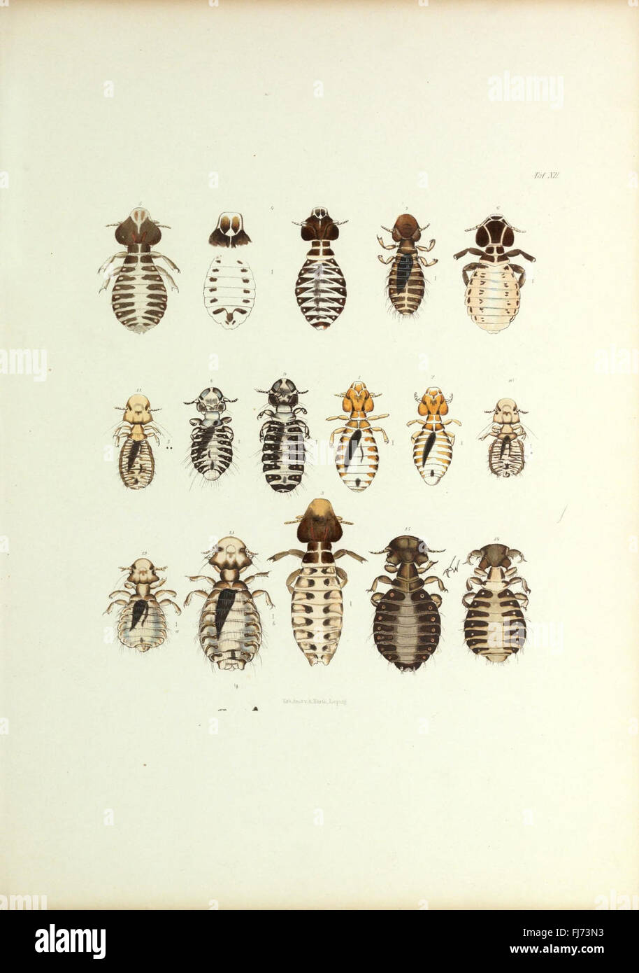 Insecta epizoa (Plate XII) Stock Photo