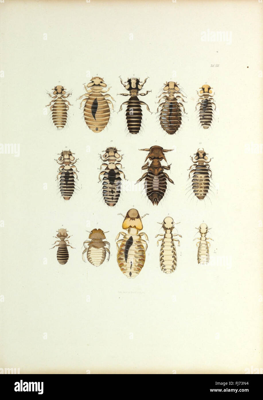 Insecta epizoa (Plate XIII) Stock Photo