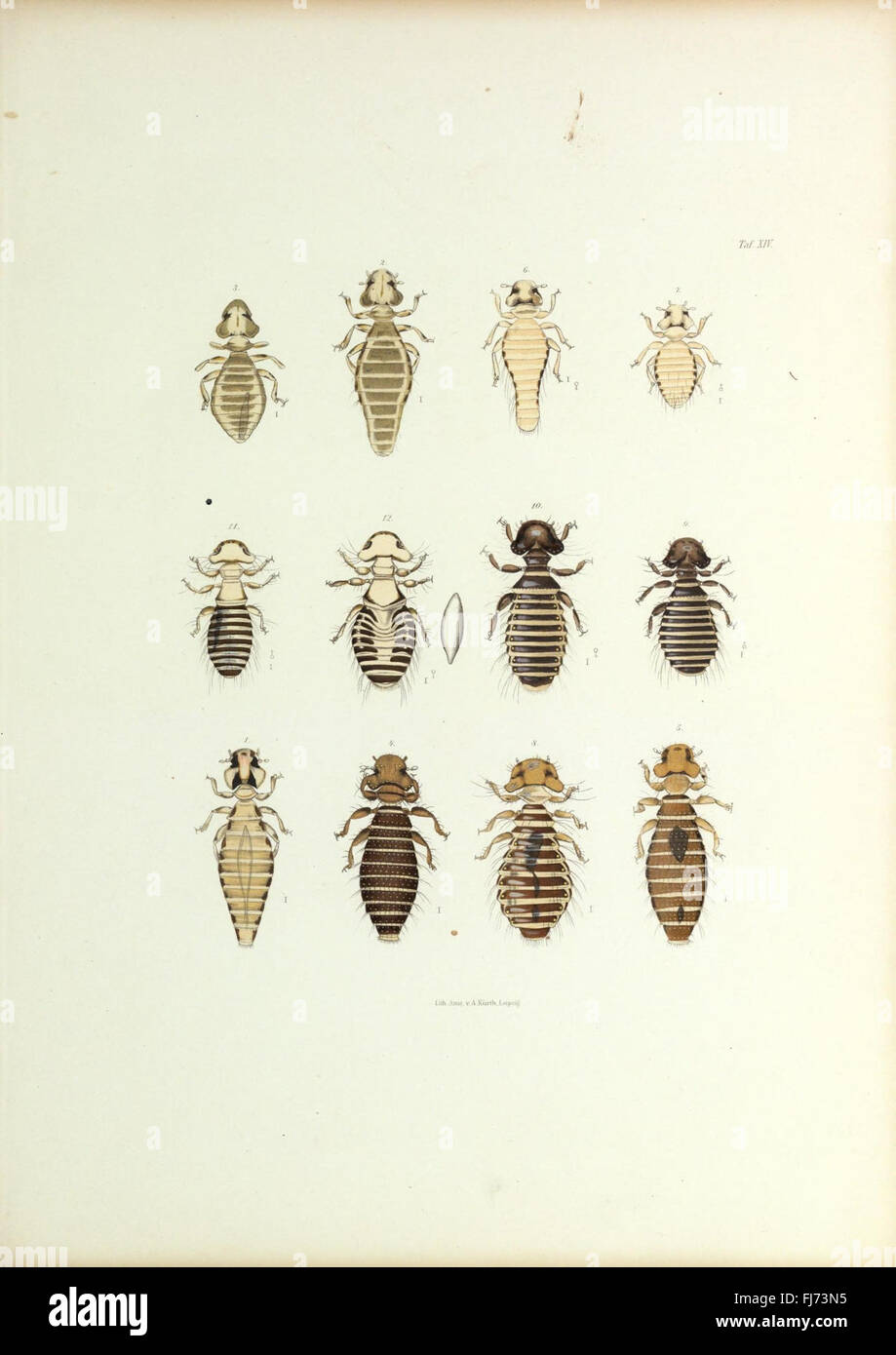 Insecta epizoa (Plate XIV) Stock Photo