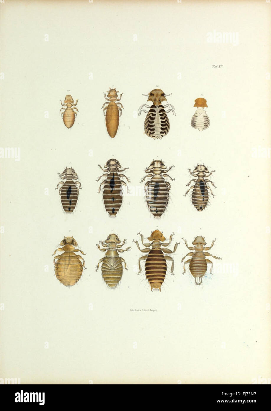 Insecta epizoa (Plate XV) Stock Photo