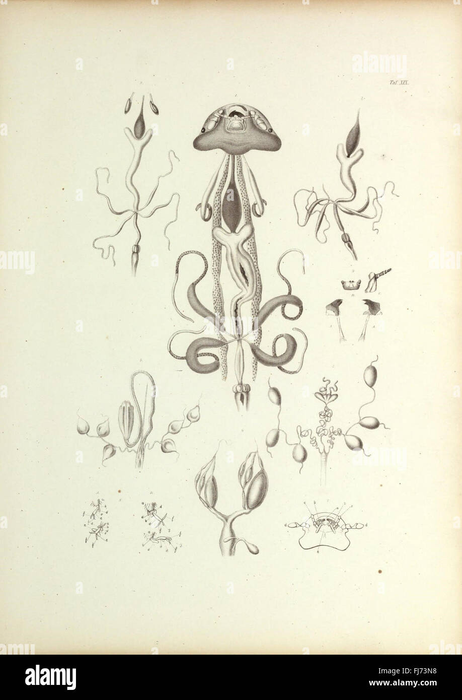 Insecta epizoa (Plate XIX) Stock Photo