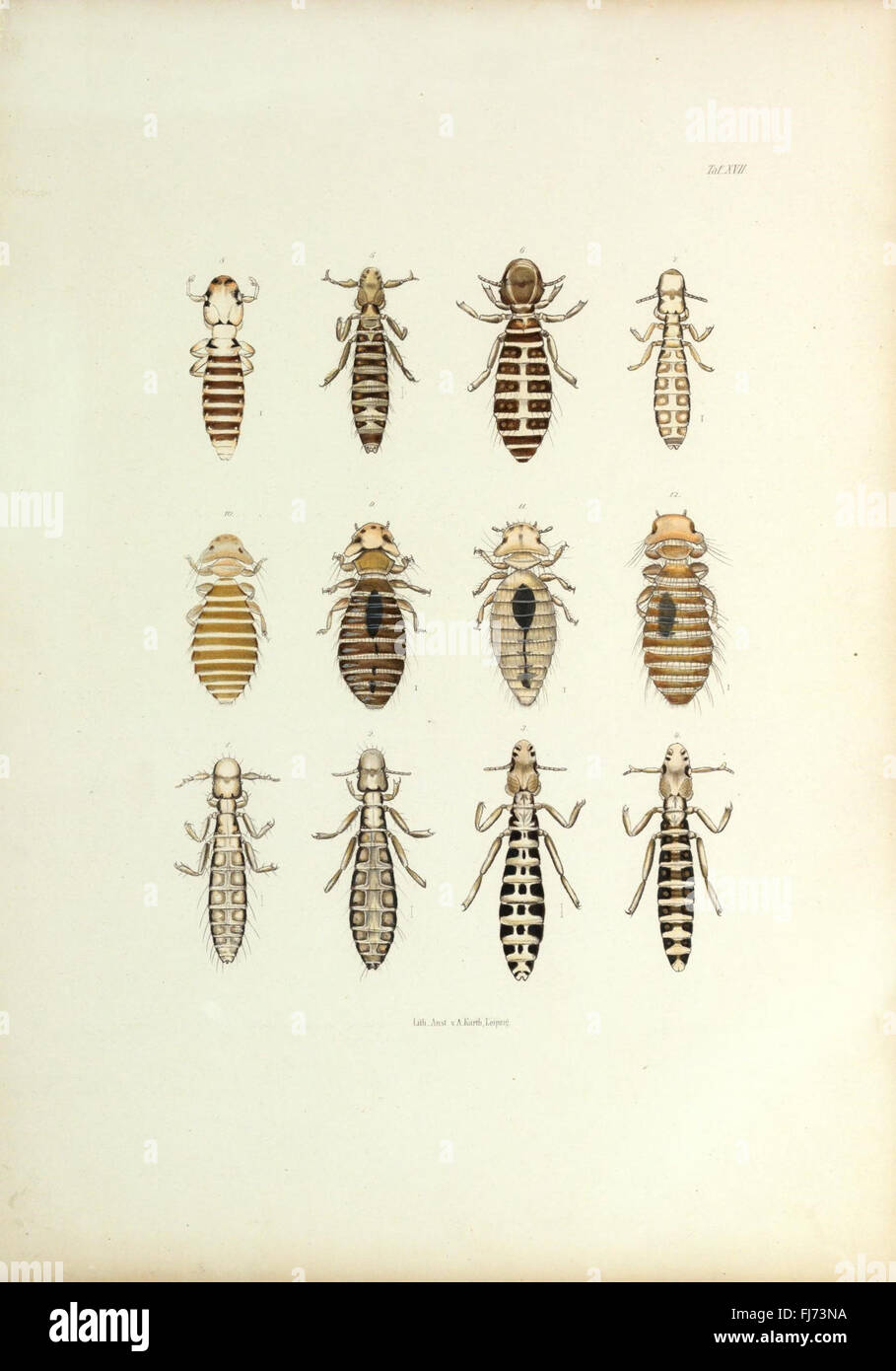 Insecta epizoa (Plate XVII) Stock Photo
