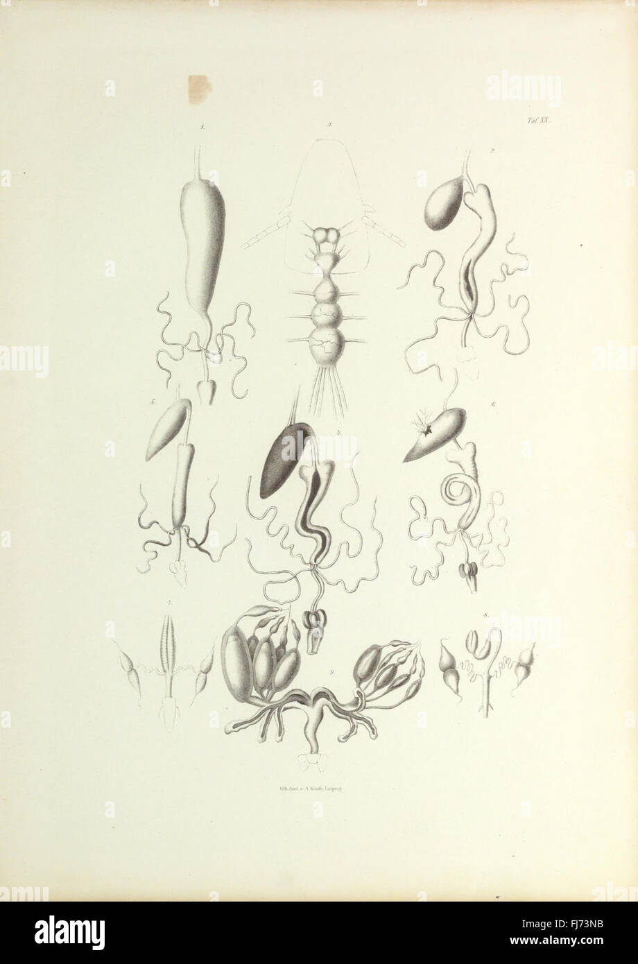 Insecta epizoa (Plate XX) Stock Photo
