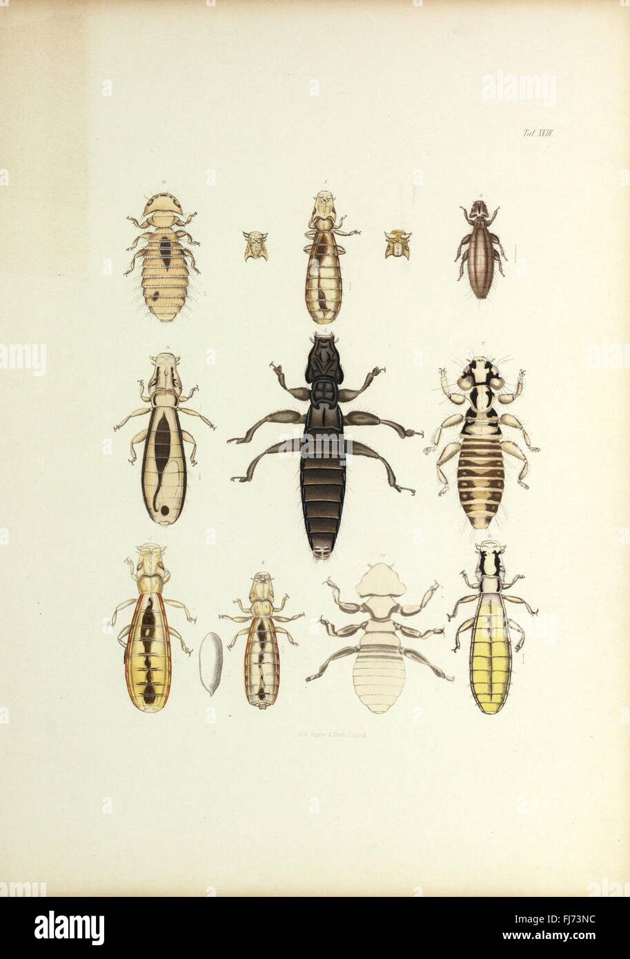 Insecta epizoa (Plate XVIII) Stock Photo