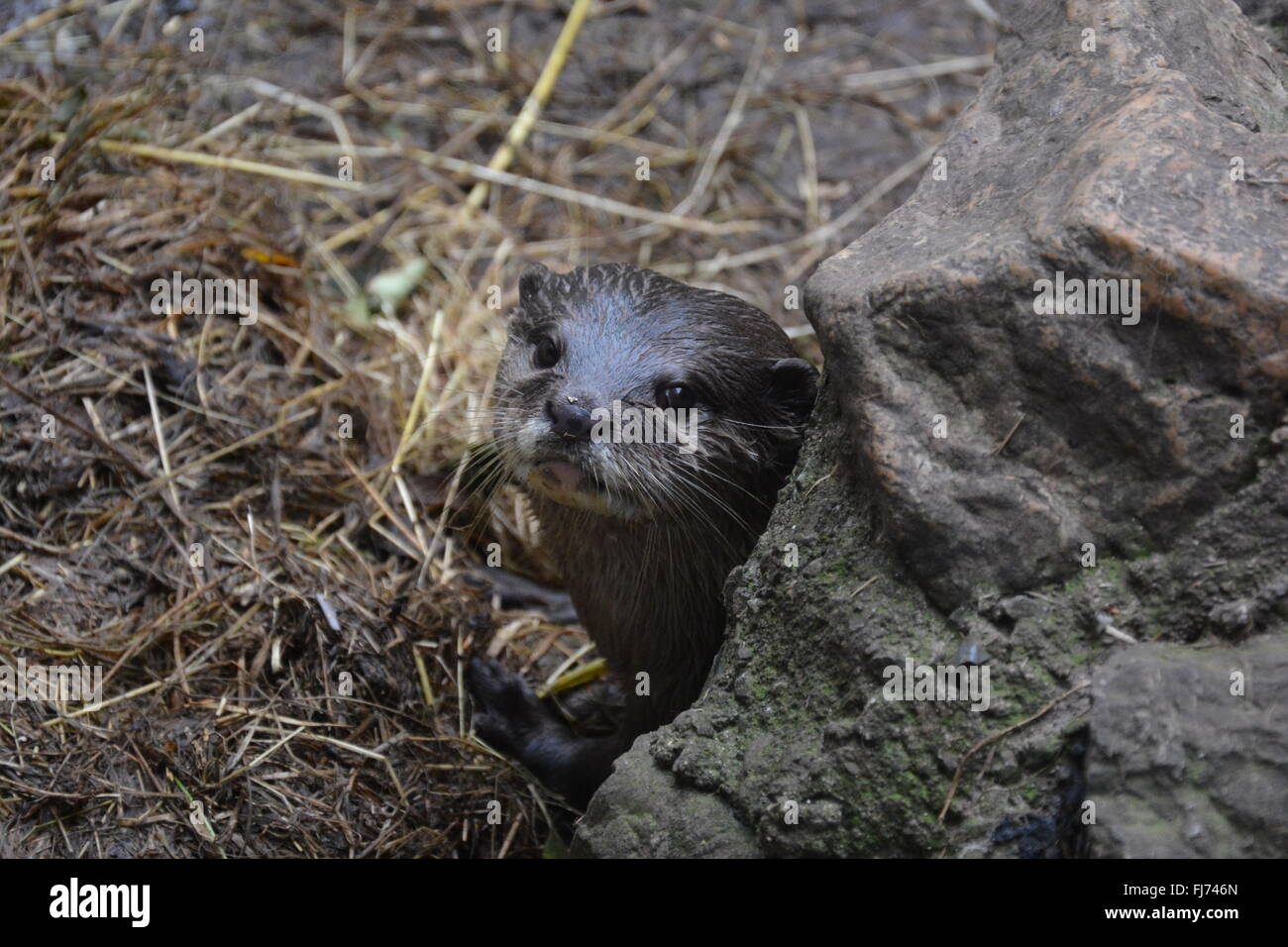 peekaboo otter Stock Photo