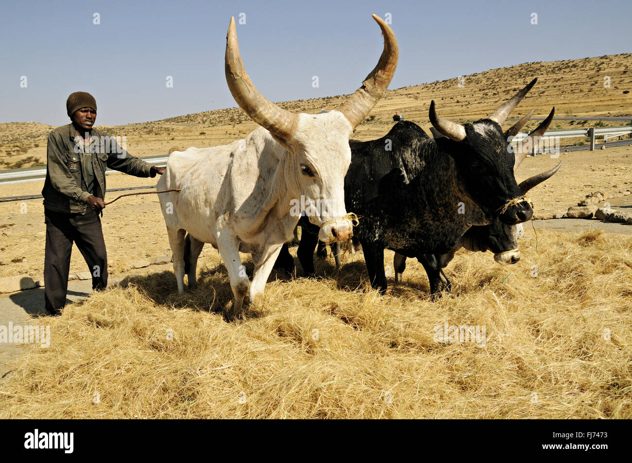 African man with cattle threshing teff in the Tigray Region, Ethiopia Stock Photo