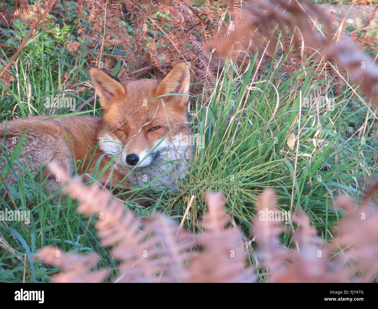 A fox tries to take a nap in Brompton Cemetery, London Stock Photo