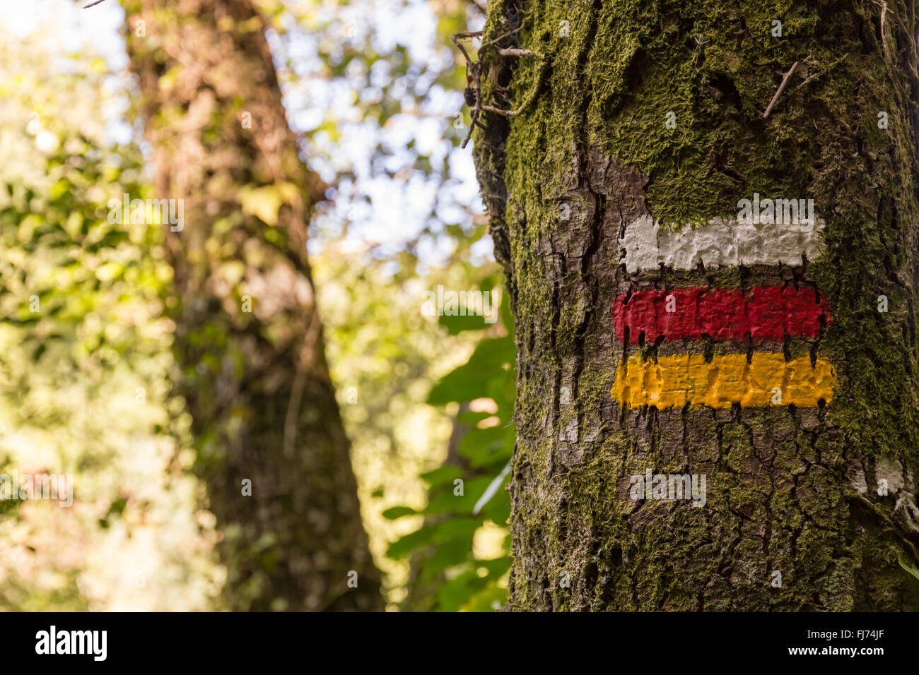 hiking marks on tree marking correct direction Stock Photo Alamy