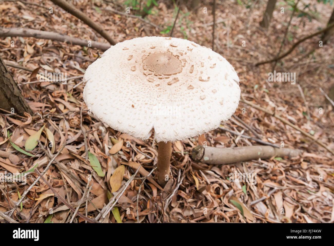 macro detail of a white mushroom Stock Photo